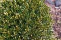 Buxus microphylla var koreana Winter Gree IMG_8814 Bukszpan drobnolistny